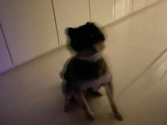 [G Official] SUPER JUNIOR_Yeson，꼬밍的🐶 #晚安  