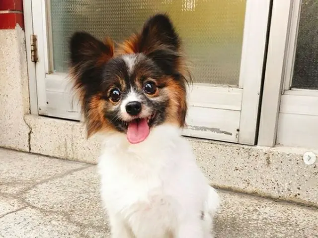 Tayeon在SNS上说“ NCT”，他的狗Ruby已经死了12年了