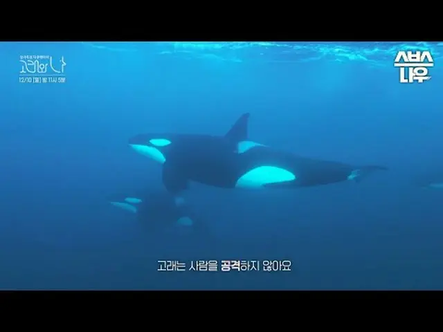 SBS特别节目《鲸鱼和我》 ☞ 第4部【周六】晚上11点05分播出#SBS 特别#WhalesandI #韩志敏_ #Paerk Hae Soo_ #Whale