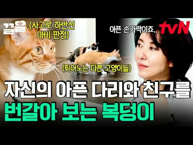 在电视上直播： #tvN #一只需要说话的狗#Keull提起tvN的传奇娱乐节目↗↗ #在电视上直播  