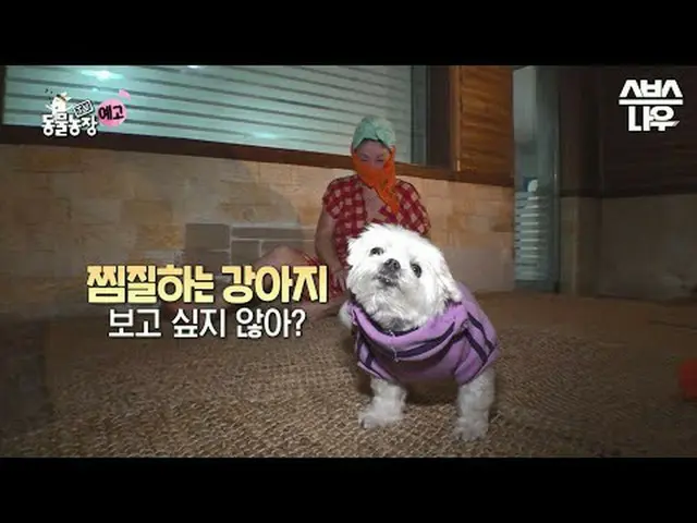 SBS [电视动物农场] ☞ [周日] 上午9点30分#TV 动物农场 #AnimalFarm #蒸汽房 #Steaming #Puppy ▶ 立即订阅_！现在