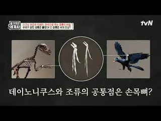 在 TVING 上直播：

第151话地球上最强大的统治者，通过化石揭示恐龙的秘密

〈裸体世界史〉
 【周二】tvN 晚上10点10分播出

#裸体世界历史#