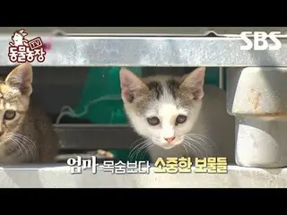 #申东烨 #Jeon SoNee（チョン・ソンヒ）_ #Tony An_ #Joy #Cat #Motherhood
 #TV 动物农场 #AnimalFarm