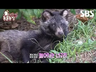 #申东烨 #Jeon SoNee（チョン・ソンヒ）_ #Tony An_ #Joy #Raccoon
 #TV 动物农场 #AnimalFarm #Previe