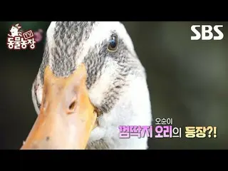 #申东烨 #Jeon SoNee（チョン・ソンヒ）_ #Tony An_ #Joy #Duck
 #TV 动物农场 #AnimalFarm #Preview

