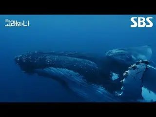 #座头鲸 #抹香鲸 #白鲸 #轻鲸 #韩志敏_ #白海秀_
 #SBS特别#Whales和我#Whales和我剧场版#WhalesandI #Whales

 