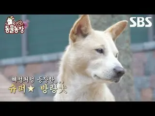 #申东烨 #Jeon SoNee（チョン・ソンヒ）_ #Tony An_ #Joy #Puppy #Mongsil-i
 #TV 动物农场 #AnimalFar