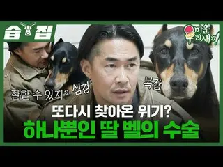 又一场危机？独生女贝尔的手术
#裴正南_ #Bell
 #SBSSundayVariety #我的小老男孩

SBS《我家的小儿子》
 ☞ [周日] 晚上9点
