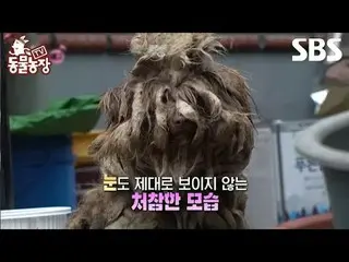 #申东冶 #全素妮 #安东妮 #Joy #Puppy #Rag
 #TVAnimalFarm #AnimalFarm #预览

SBS《TV动物庄园》
 ☞ [