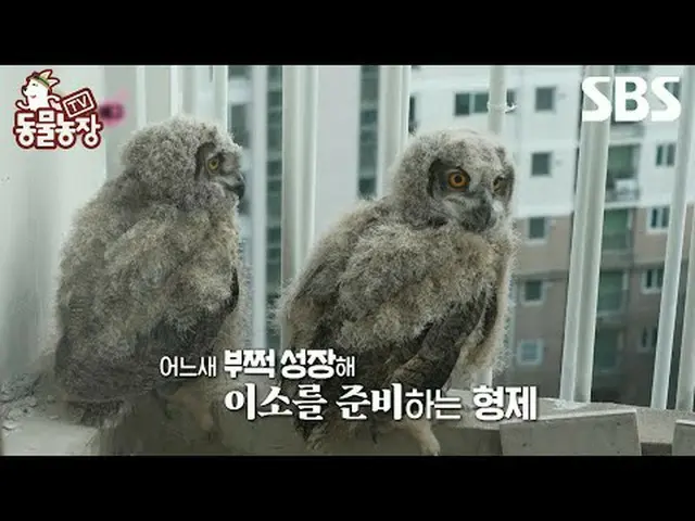 #申东冶 #全昭尼 #安东尼 #Joy #鹰鸮 #李素#TVAnimalFarm #AnimalFarm #预览SBS《TV动物庄园》 ☞ [周日] 上午9:3