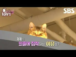#申东冶 #全素妮 #安东妮 #Joy #Cat #DogCat
 #TVAnimalFarm #AnimalFarm #预览

SBS《TV动物庄园》
 ☞ 