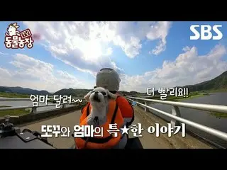#申东冶 #全素妮 #安托尼 #Joy #Puppy #Ttokku
 #TVAnimalFarm #AnimalFarm #预览

SBS《TV动物庄园》
 