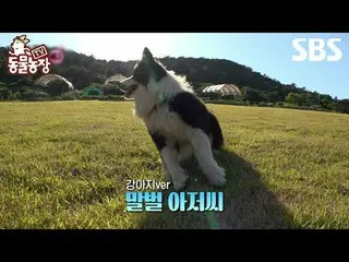 #申东烨 #Jeon SoNee（チョン・ソンヒ）_ #Tony An_ #Joy
 #SBSCulture #TVAnimalFarm #AnimalFarm