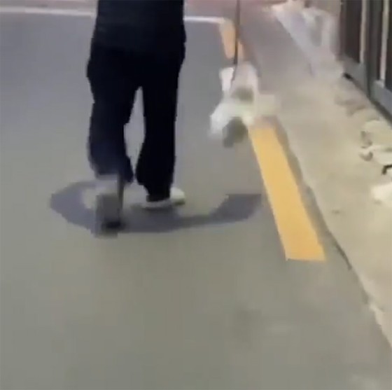 一名80多岁的男子涉嫌在街上挥舞与导线相连的小狗等被虐待，被送至检方=韩国新闻