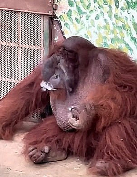 越南动物园饲养的猩猩“吸烟”，通过观察游客的行为来学习=韩国新闻