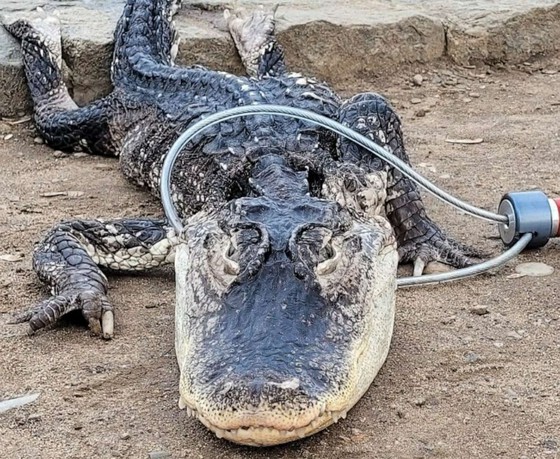 纽约公园发现“鳄鱼”……据推测已被遗弃=韩国报道