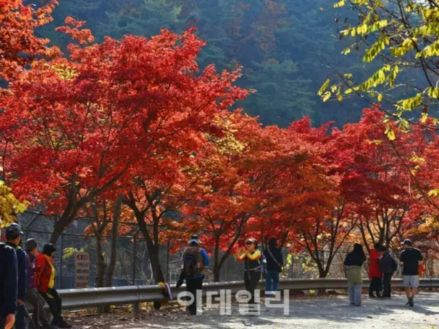 非公開のソウル大学冠岳樹木園を公開へ、今秋は過去最長の26日間＝韓国