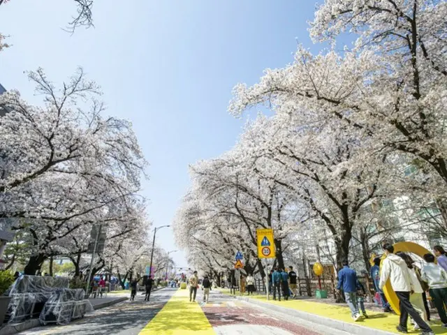 開花の遅れで「桜まつり」が延長＝韓国・安東市