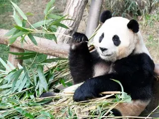 来到中国的大熊猫“虎宝”的形象一直萦绕在韩国人心中。