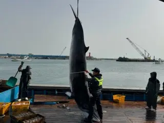 在浦项胡米国海岸，用固定网捕获了一条4.1m长的小须鲸...寄售价格为5500万韩元 = 韩国