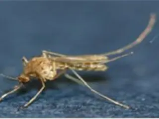 今年首次在仁川发现携带日本脑炎的蚊子...未检测到病毒=韩国