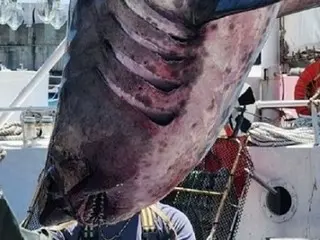 釜山出现食人鲨...夏季游客安全警告=韩国