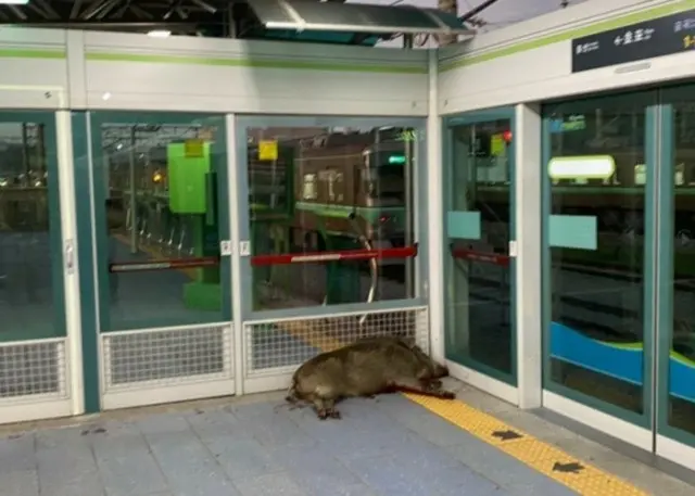 地下鉄駅構内で100キロの「イノシシ」が大暴れ＝韓国