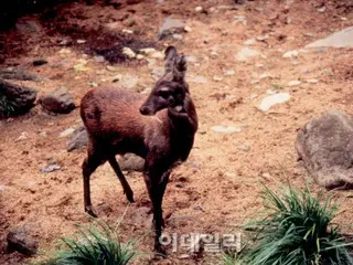 “麝香的味道”——韩国麝因人类贪婪而濒临灭绝