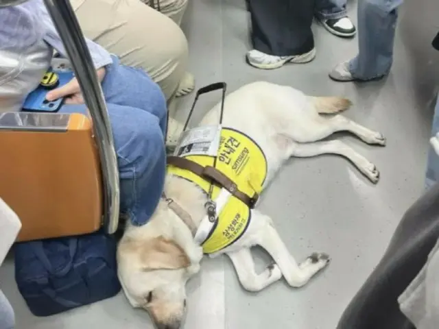 満員の地下鉄の車内でぐっすり眠っている盲導犬。乗客らは盲導犬を起こさないために場所を空けた(写真＝SNSから)