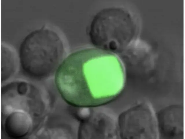 公布6大科技领域重大新闻，评选包括宇宙航空局开业=韩国