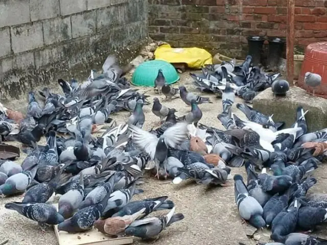 餌を食べている鳩