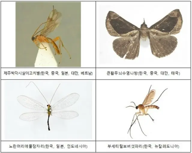 韓国国内で発見された新種・未記録種の昆虫、亜熱帯性の割合が増加＝韓国