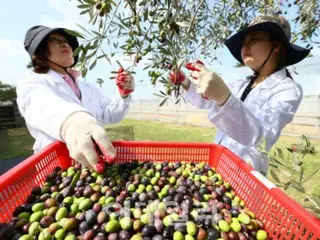 朝鲜半岛终有一天会没有苹果树……未来我们吃什么水果？——韩国报道