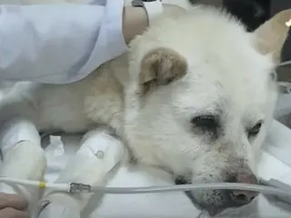 韩国：狗体内被埋70颗子弹：“它还能活着真是个奇迹”