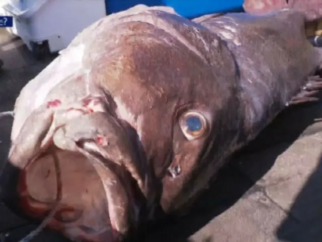 釜山で長さ1.7メートルの「伝説の深海魚」が5匹釣れる…「地震の前兆?」