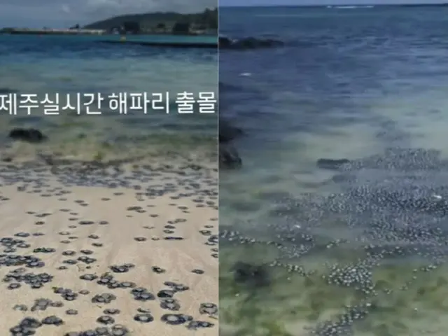 夏休みの済州島の海に「クラゲの群れ」…当局「発見したら通報を」