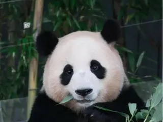 蒲宝被评选为爱宝乐园三岁大熊猫中最白的大熊猫！