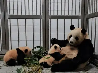 双胞胎熊猫宝宝将出现在爱宝乐园频道！